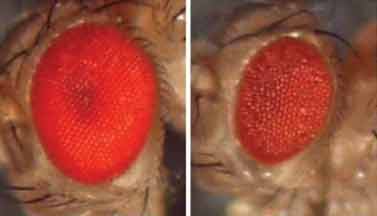 In two side-by-side images, the one on the left appears larger, brighter, and redder; the one on the right looks shrunken and crustier. A genetic mutation that causes a rare disease in humans made the right eye look strange.